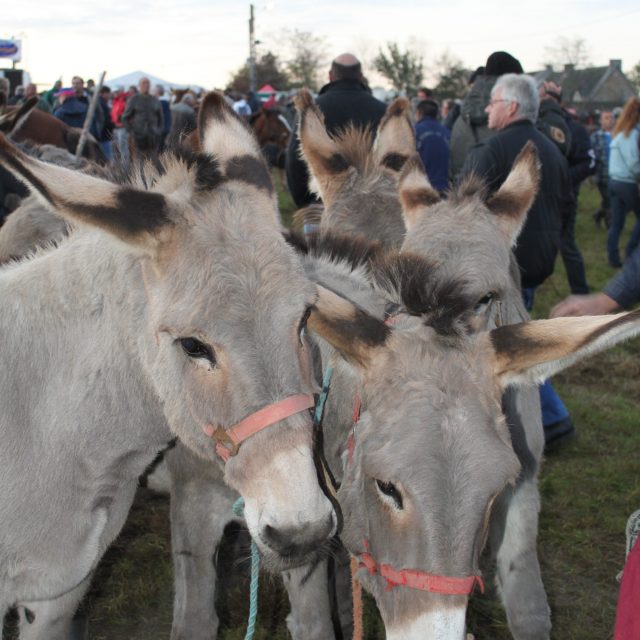 Foire Saint Luc de Gavray