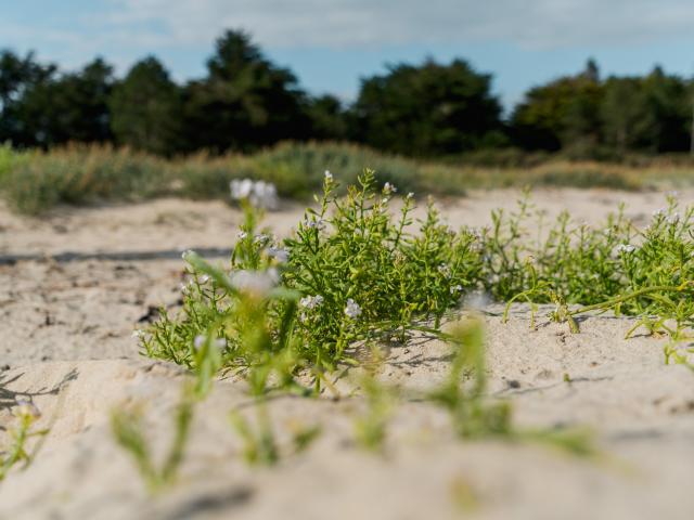 Plantes des dunes du havre de la vanlée