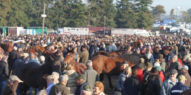 Foire de Gavray sur Sienne, les chevaux de la Saint-Luc