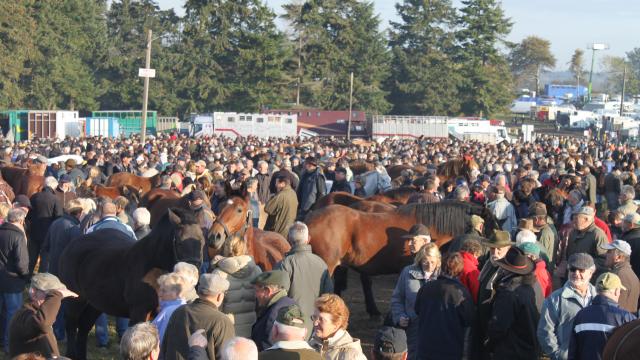 Foire de Gavray sur Sienne, les chevaux de la Saint-Luc