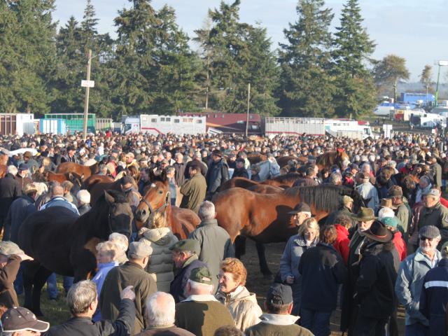 Foire de Gavray sur Sienne, les chevaux de la Saint-Luc