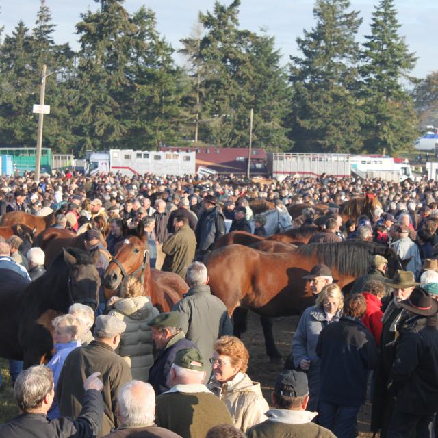 Foire de Gavray sur Sienne, les chevaux de la Saint-Luc