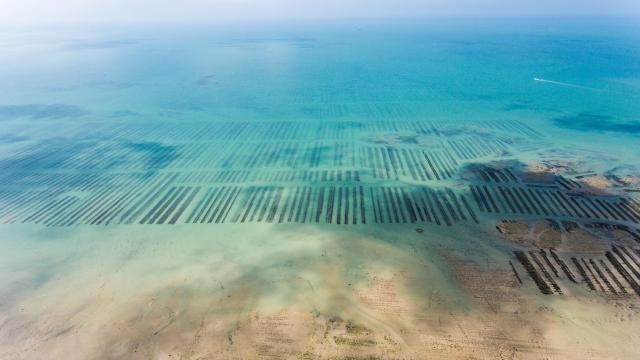 Parcs à huîtres vus du ciel