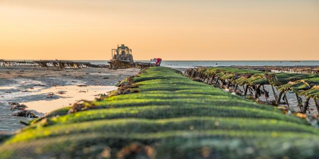 Parcs à huîtres à Blainville-sur-Mer