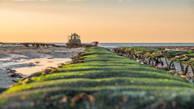 Parcs à huîtres à Blainville-sur-Mer