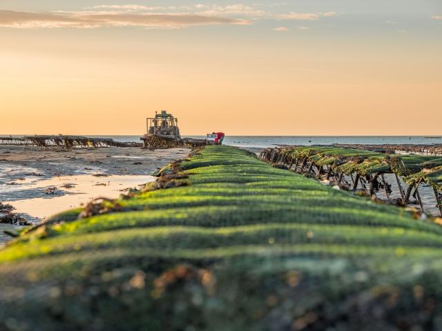 Parcs à huîtres à Blainville-sur-Mer