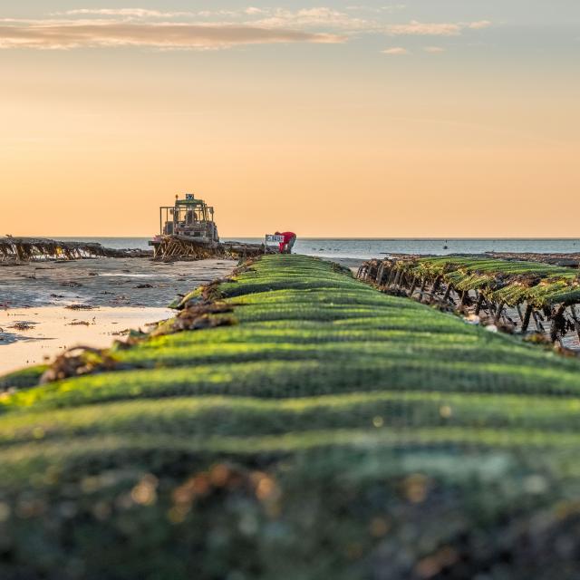 Parcs à huîtres à Blainville-sur-Mer