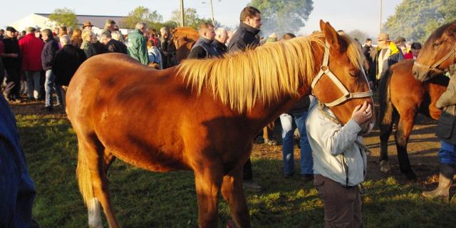 Foire saint Luc de Gavray