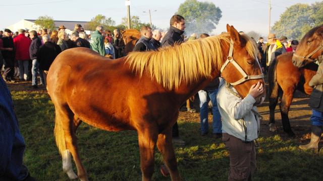 Foire saint Luc de Gavray