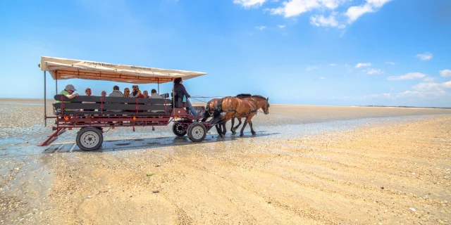 Attelage des grandes marées sur la plage de gouville sur mer