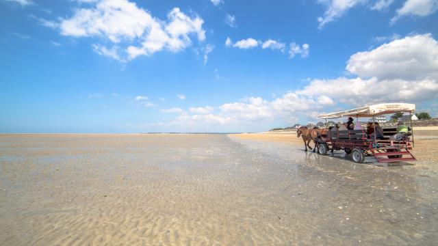 Attelage des grandes marées, animations à Gouville sur Mer et Blainville sur Mer