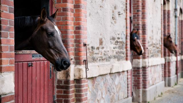 Chevaux au haras de Saint-Lô