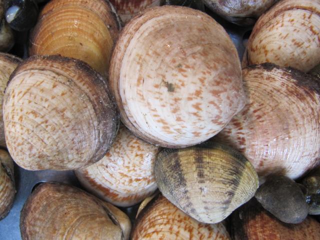 Amande De mer les espèces à pêcher pendant les marées