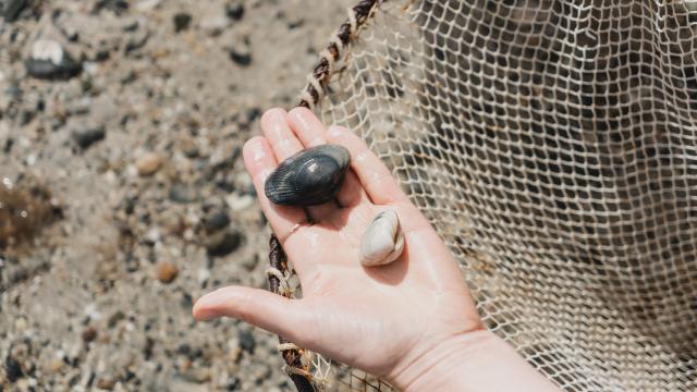 Espèces de pêche à pied à Agon-Coutainville