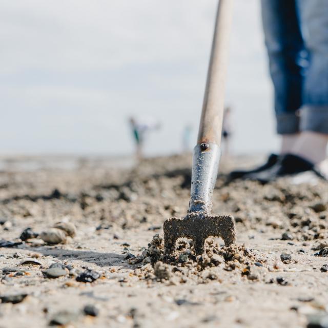 Techniques de pêche à pied à Agon-Coutainville