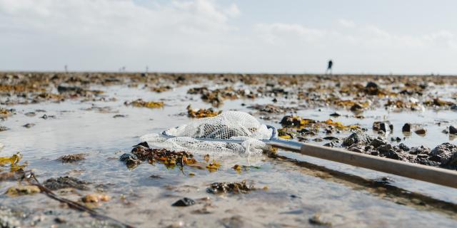 Estran à marée basse