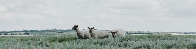 Moutons de pré salé à la pointe d'Agon