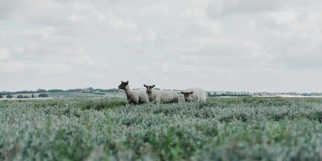 Moutons de pré salé à la pointe d'Agon