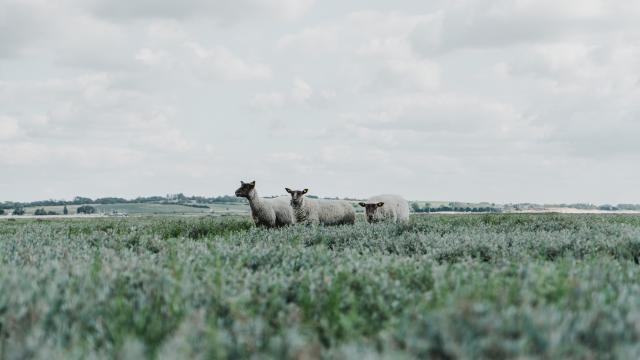 Moutons de pré salé à la pointe d'Agon