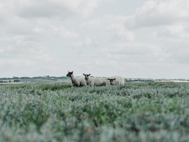 Moutons de pré salé à la pointe d'Agon