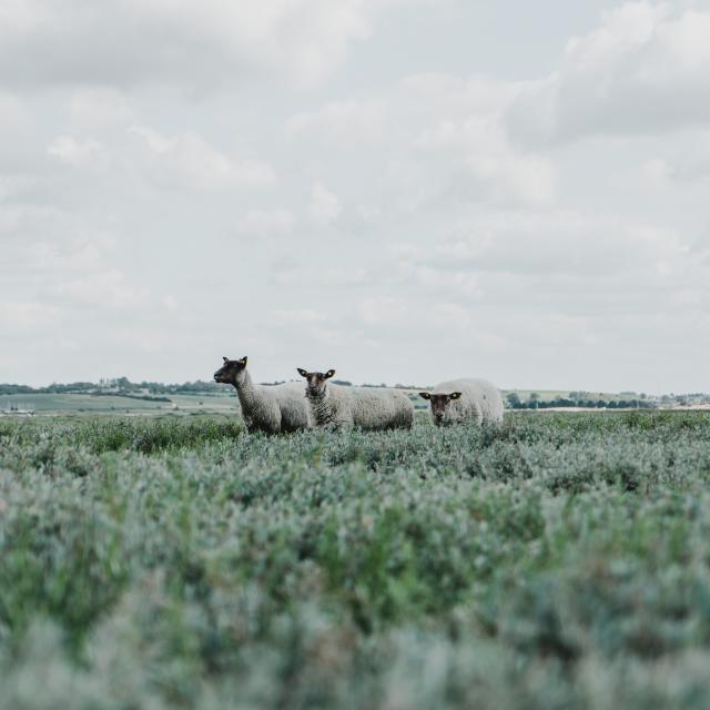 Moutons de pré salé à la pointe d'Agon