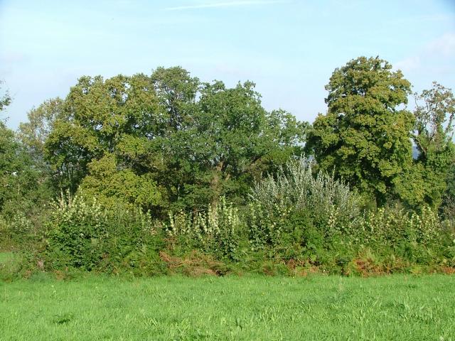 Bocage Haies Saint Martin De Cenilly