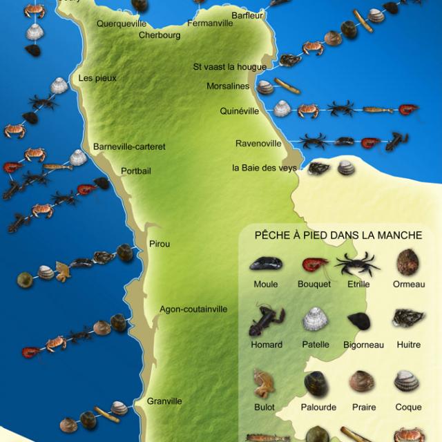 Carte Coquillages à pêcher dans la manche