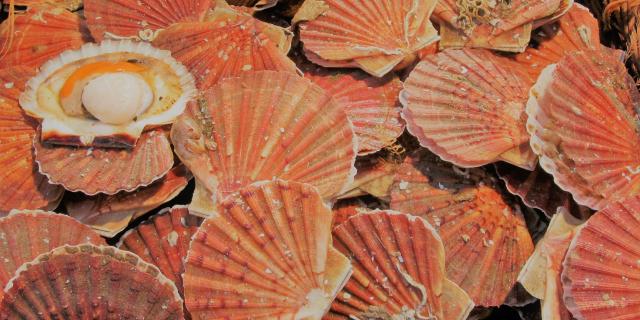 Coquilles Saint Jacques