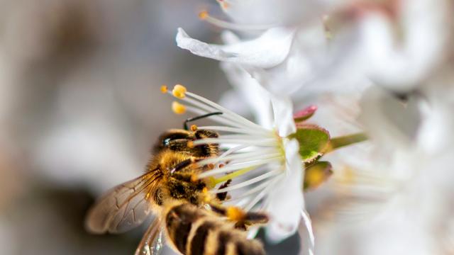 Abeille butinant une fleur