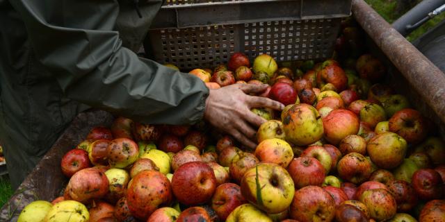 pommes et cidres à Coutances mer et bocage