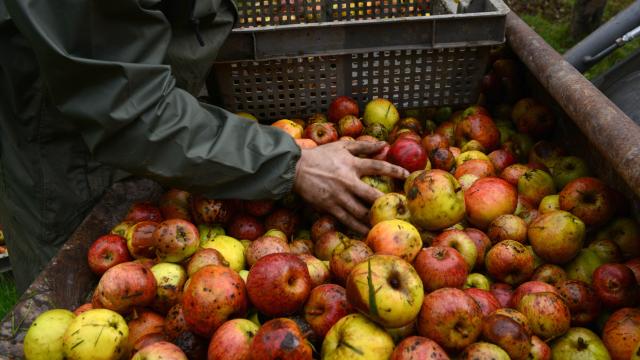 pommes et cidres à Coutances mer et bocage