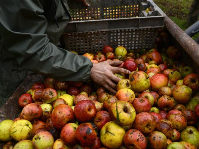 pommes et cidres à Coutances mer et bocage