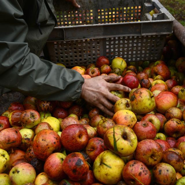 pommes et cidres à Coutances mer et bocage