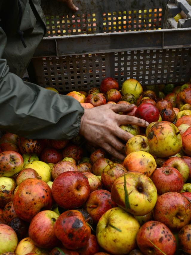 pommes et cidres à Coutances mer et bocage