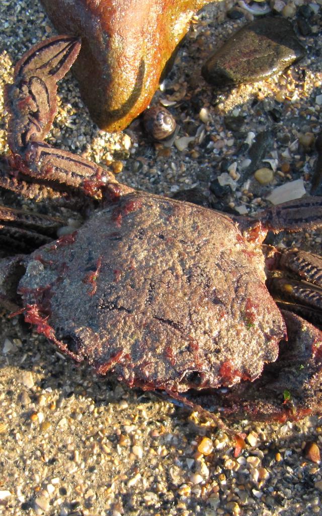 Etrille à pêcher pendant la marée