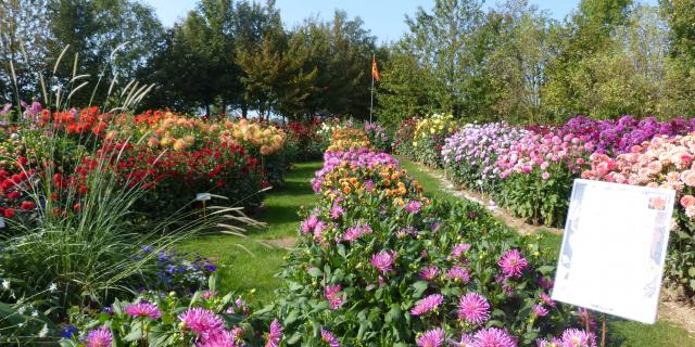 Festival Dahlias Et Jardins En Liberté Lycée Coutances