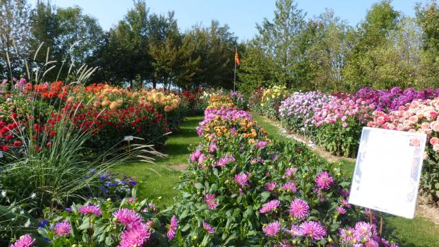 Festival Dahlias Et Jardins En Liberté Lycée Coutances