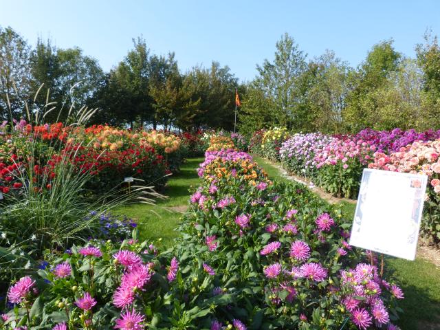 Festival Dahlias Et Jardins En Liberté Lycée Coutances