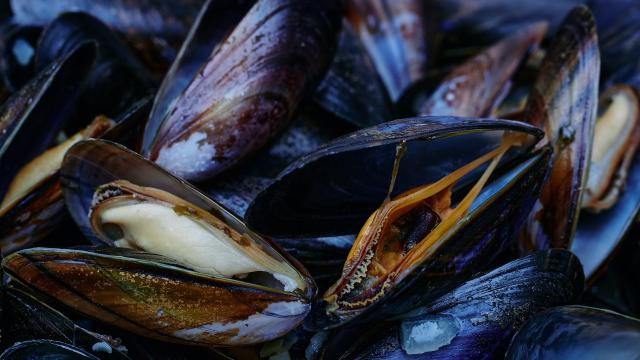 Les moules produits du terroir de coutances mer et bocage