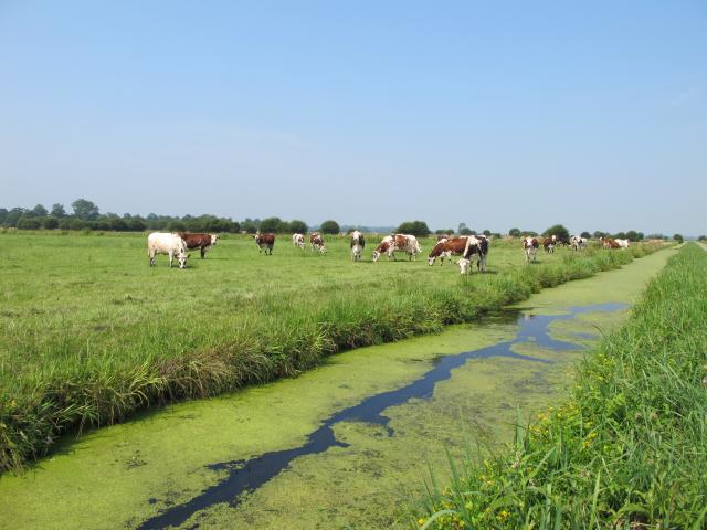 PNR marais du cotentin en Ete