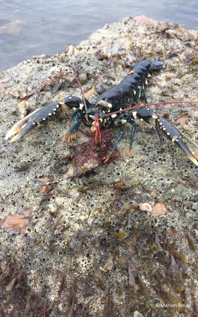 Homard à pêcher pendant la marée