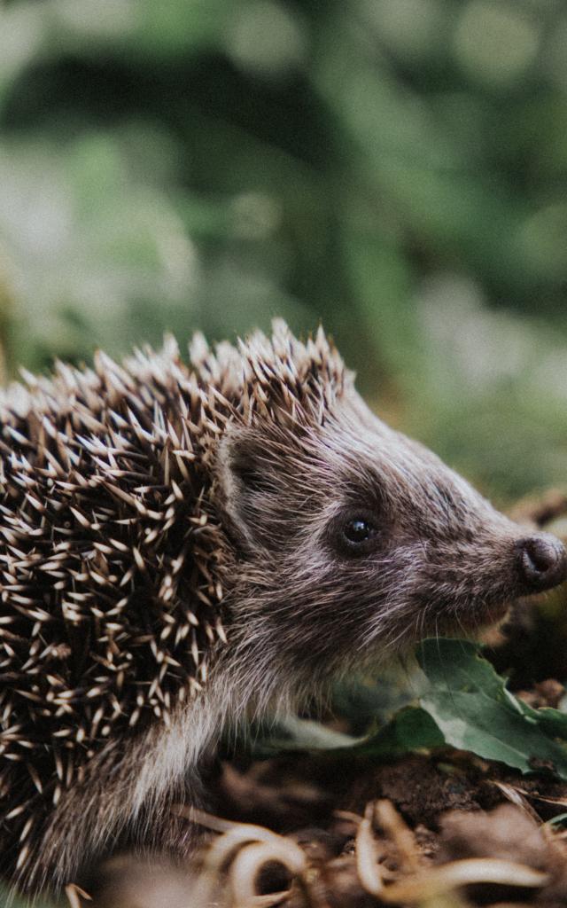 Hérisson dans le bocage coutançais