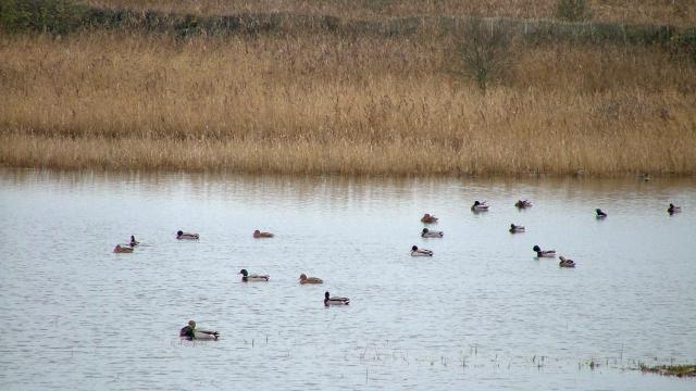 Marais Hiver Ponts D'ouve