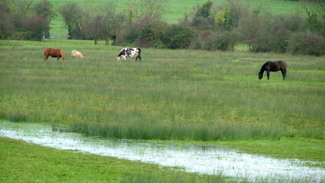 Marais Hiver Ponts D'ouve