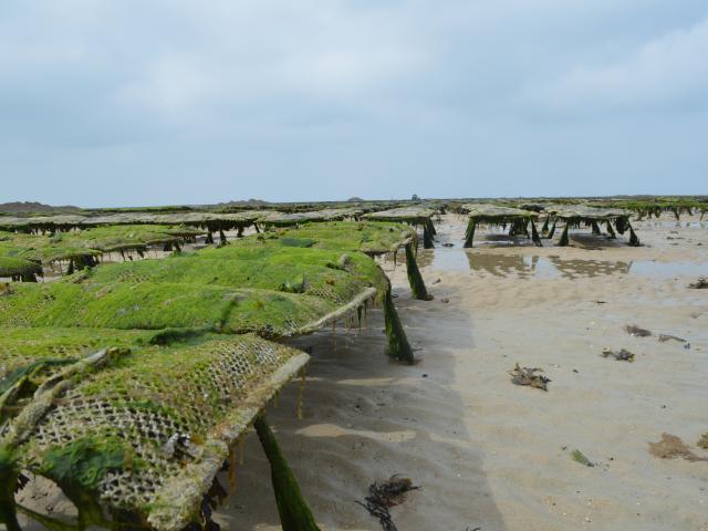 Parcs à huîtres de la pointe d'Agon à marée basse