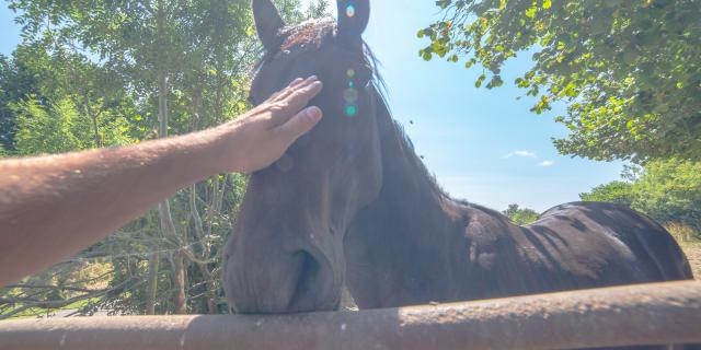 Chevaux dans le bocage Coutançais