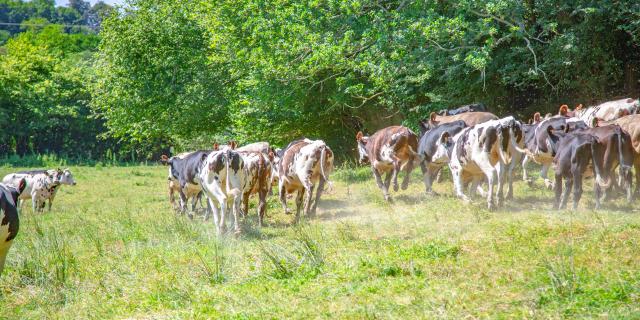 Vaches dans le bocage Coutançais