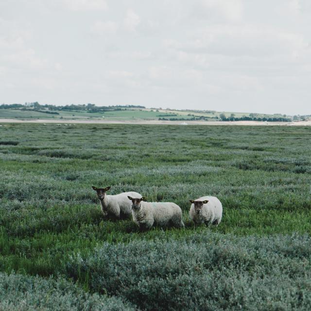 Moutons de prés salés à la pointe d'Agon