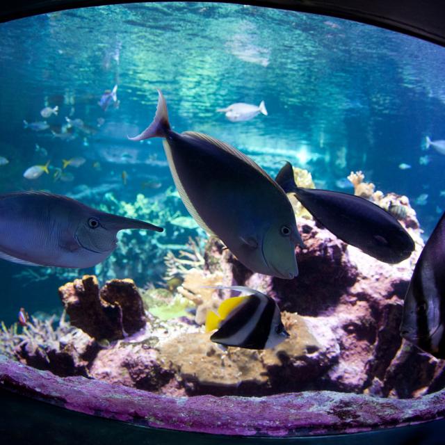 Pôle océan de la Cité de la mer de Cherbourg