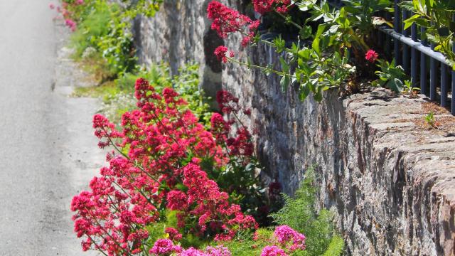 Roses trémières à Agon-coutainville